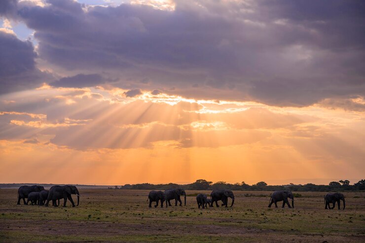 4 Days/3 Nights Akagera Wildlife & Luxury Safari