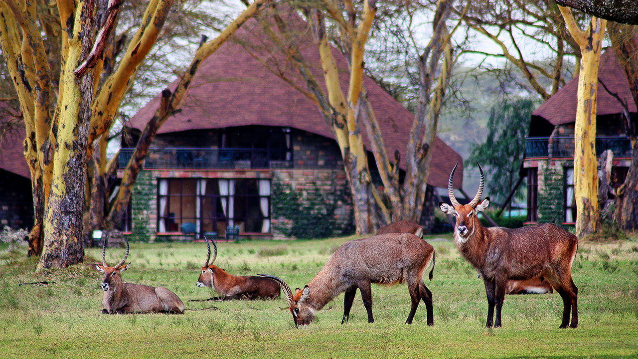 5 Days/4 Nights Lake Naivasha Luxury Retreat - Image 3