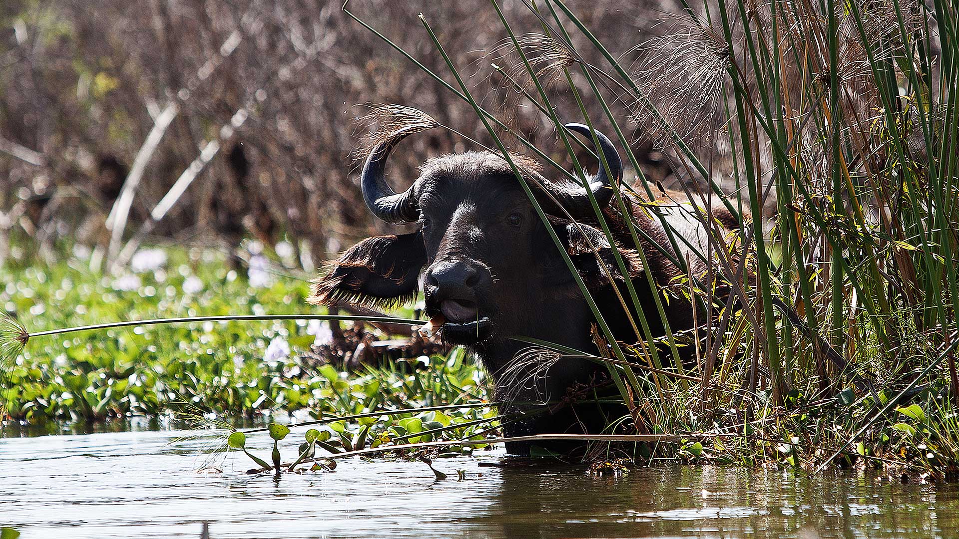 3 Days/2 Nights Lake Naivasha Safari Escape - Image 2