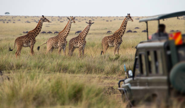 7 Days/6 Nights Luxury Serengeti Safari - Image 2