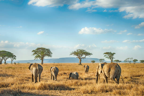 7 Days/6 Nights Luxury Serengeti Safari - Image 3